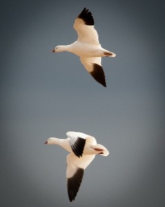 Snow Geese in Flight by Ron Mulbery